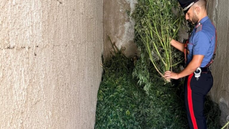 nascosta tra i campi abbandonati di carini locchio dellelicottero scopre la maxi coltivazione di droga discover
