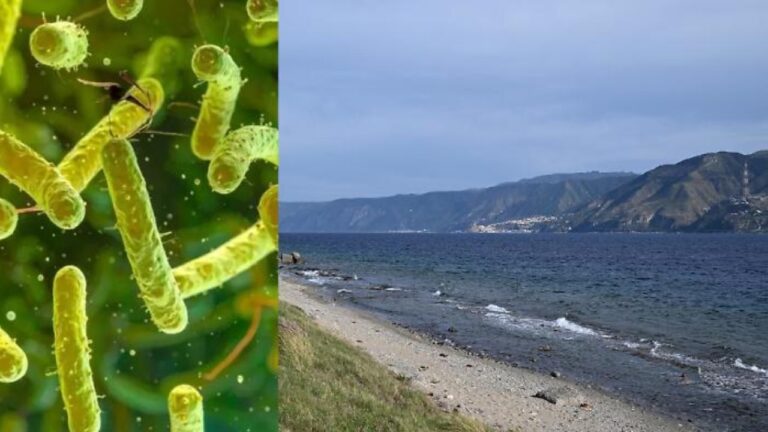 vibrio vulnificus stretto messina rischio discover