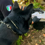 MONREALE — Il fiuto del cane dei Carabinieri ha smascherato il nascondiglio di un 50enne agli arresti domiciliari a Pioppo, frazione di Monreale. Durante un controllo nell'abitazione dell'uomo, già pregiudicato per reati in materia di armi e stupefacenti, il cane ha segnalato la presenza di materiale illecito tra la vegetazione del giardino. All'interno di un barattolo di vetro sono state trovate alcune dosi di hashish, mentre nascosta tra le piante è spuntata una pistola Beretta calibro 7,65 con matricola abrasa, un caricatore con 7 proiettili e un involucro con altre 41 cartucce. Tutto il materiale è stato sequestrato. L'uomo è stato arrestato in flagranza e trasferito nel carcere Pagliarelli di Palermo.