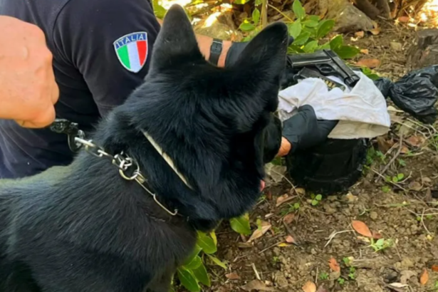 MONREALE — Il fiuto del cane dei Carabinieri ha smascherato il nascondiglio di un 50enne agli arresti domiciliari a Pioppo, frazione di Monreale. Durante un controllo nell'abitazione dell'uomo, già pregiudicato per reati in materia di armi e stupefacenti, il cane ha segnalato la presenza di materiale illecito tra la vegetazione del giardino. All'interno di un barattolo di vetro sono state trovate alcune dosi di hashish, mentre nascosta tra le piante è spuntata una pistola Beretta calibro 7,65 con matricola abrasa, un caricatore con 7 proiettili e un involucro con altre 41 cartucce. Tutto il materiale è stato sequestrato. L'uomo è stato arrestato in flagranza e trasferito nel carcere Pagliarelli di Palermo.