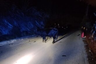 Un motociclista è finito in ospedale dopo lo scontro con una mucca che stazionava sulla carreggiata della strada provinciale 57 San Martino delle Scale, a Boccadifalco, nel tratto tra Palermo e Monreale. L'incidente è avvenuto ieri sera.