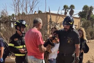 Durante le operazioni di intervento dei vigili del fuoco in contrada Terrenove a Marsala, zona investita stamattina da una tromba marina, i pompieri hanno estratto vivo dalle macerie un cucciolo di pastore tedesco.