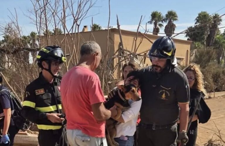tromba marina estratto vivo dalle macerie un cucciolo di pastore tedesco e1791552435886